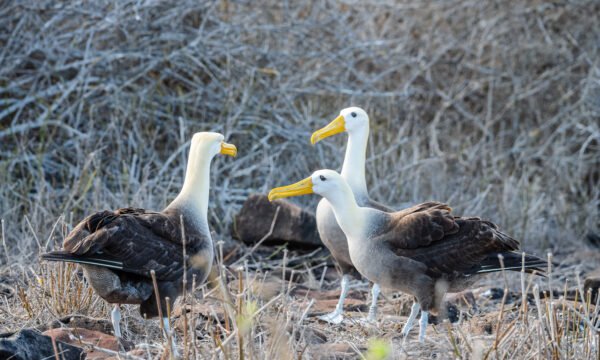 Española Island Albatross Experience