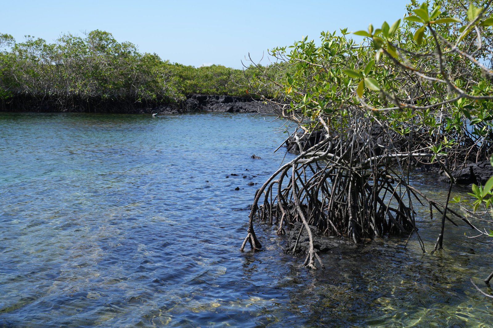 Paquete San Cristobal - Isabela - Image 18